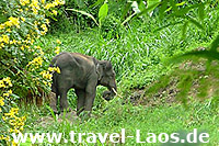Asiatischer Elefant © tropical-travel.com