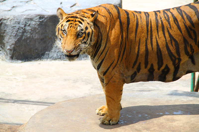 Pattaya Tigerpark