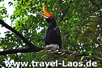 Nashornvogel © tropical-travel.com