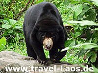 Asiatischer Schwarzbär © tropical-travel.com