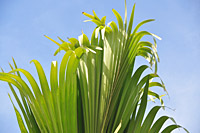 Seychellenpalme © tropical-travel.com