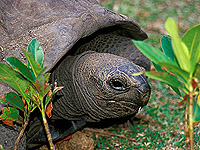 Aldabra Riesenschildkröte © Bkaiser | Dreamstime.com