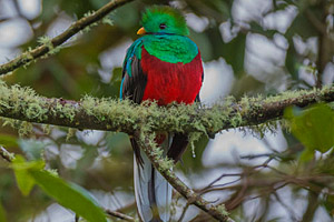 Quetzal, Costa Rica © Karim Ouhaik | 123RF.com