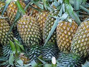 Costa Rica Ananas © tropical-travel.com