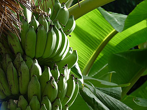 Costa Rica Bananen © tropical-travel.com