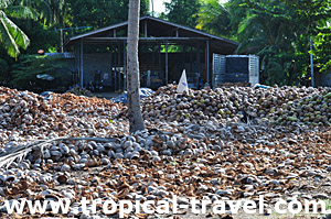 Kokosnuss-Sammelstelle Koh Phangan © tropical-travel.de