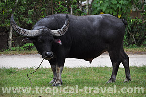 Samui Büffel © tropical-travel.de