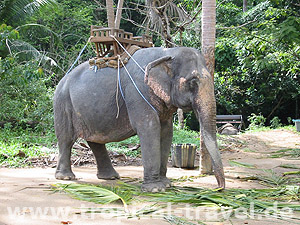 Elefanten-Trecking © tropical-travel.de