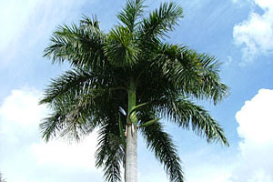 Kubanische Königspalme © tropical-travel.de