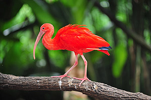 Roter Ibis © Rene Drouyer - Dreamstime.com
