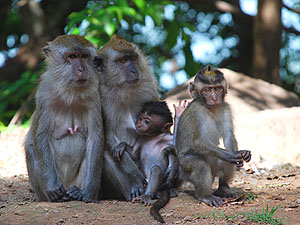 Affen auf Langkawi © Mohamed Farhadi | Dreamstime.com