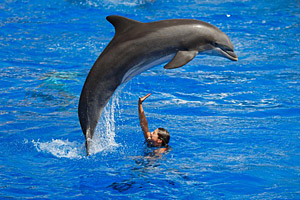 Delfinshow © Konstantin Tronin | 123RF.com