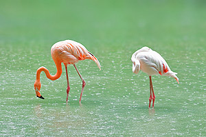 Flamingos © Ivan Kmit | Dreamstime.com