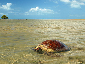 Meeresschildkröte nach der Eiablage, Sri Lanka © Augusto Miranda Martins | Dreamstime.com