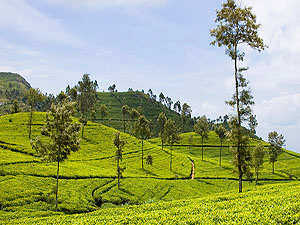 Sri Lanka tea plantation © Markusphoto | Dreamstime.com