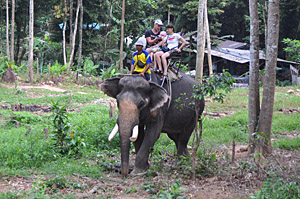 Elephant trecking on Koh Chang