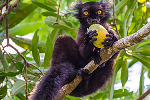 Madagaskar