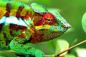 Madagaskar