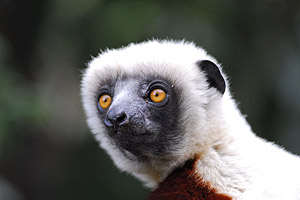 Madagaskar