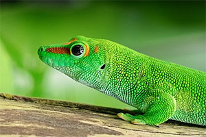 Madagaskar