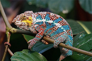 Madagaskar