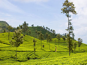 Sri Lanka Sri Lanka