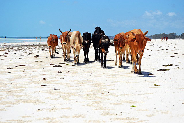 Zanzibar Zanzibar