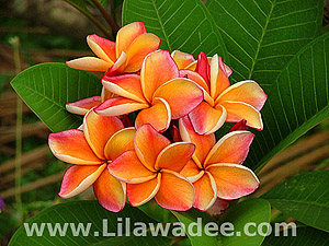 Plumeria  tropical-travel.com