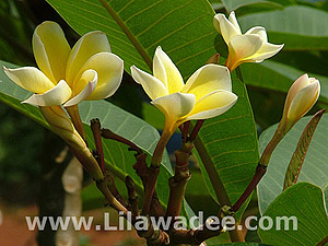 Plumeria  tropical-travel.com