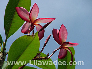 Plumeria  tropical-travel.com