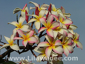 Plumeria  tropical-travel.com