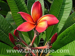 Plumeria  tropical-travel.com