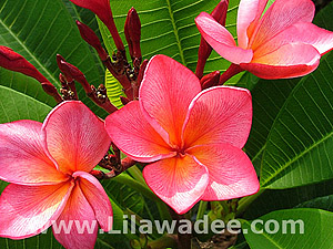 Plumeria  tropical-travel.com