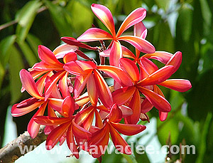 Plumeria  tropical-travel.com