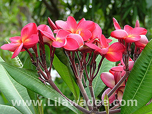 Plumeria  tropical-travel.com