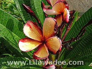 Plumeria  tropical-travel.com