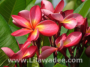 Plumeria  tropical-travel.com