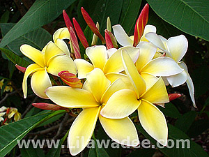 Plumeria  tropical-travel.com