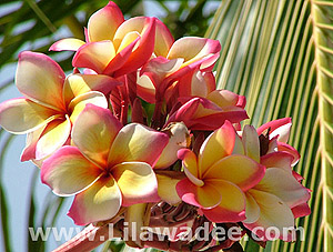 Plumeria  tropical-travel.com