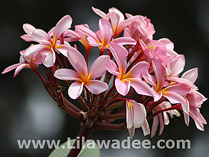 Plumeria  tropical-travel.com