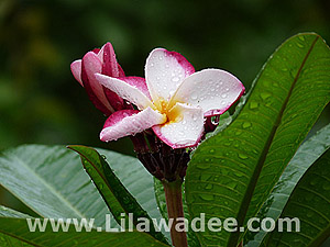 Plumeria  tropical-travel.com