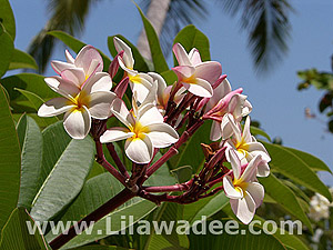 Plumeria  tropical-travel.com