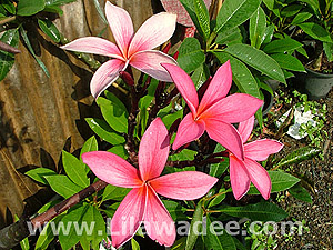 Plumeria  tropical-travel.com