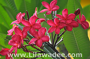 Plumeria  tropical-travel.com