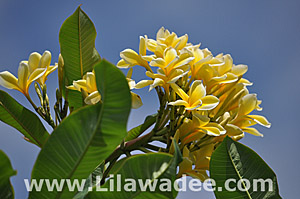 Plumeria  tropical-travel.com