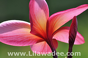 Plumeria  tropical-travel.com