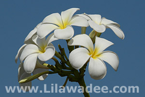 Plumeria  tropical-travel.com