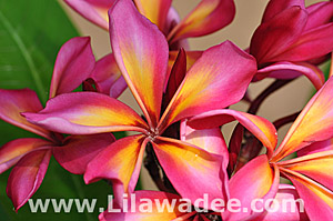 Plumeria  tropical-travel.com