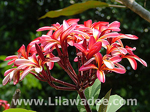 Plumeria  tropical-travel.com