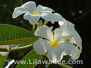 Plumeria  tropical-travel.com